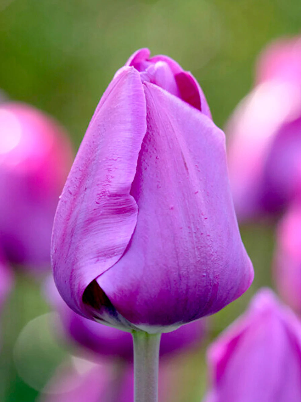 أبصال تيوليب بنفسجية داكنة للزراعة – Tulip Negrita Bulbs