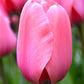 Tulip pink impression - تيوليب زهري الانطباع