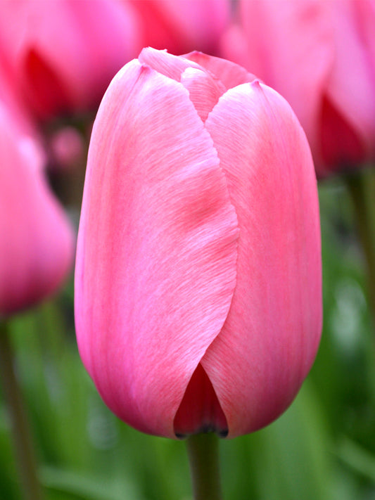 Tulip pink impression - تيوليب زهري الانطباع