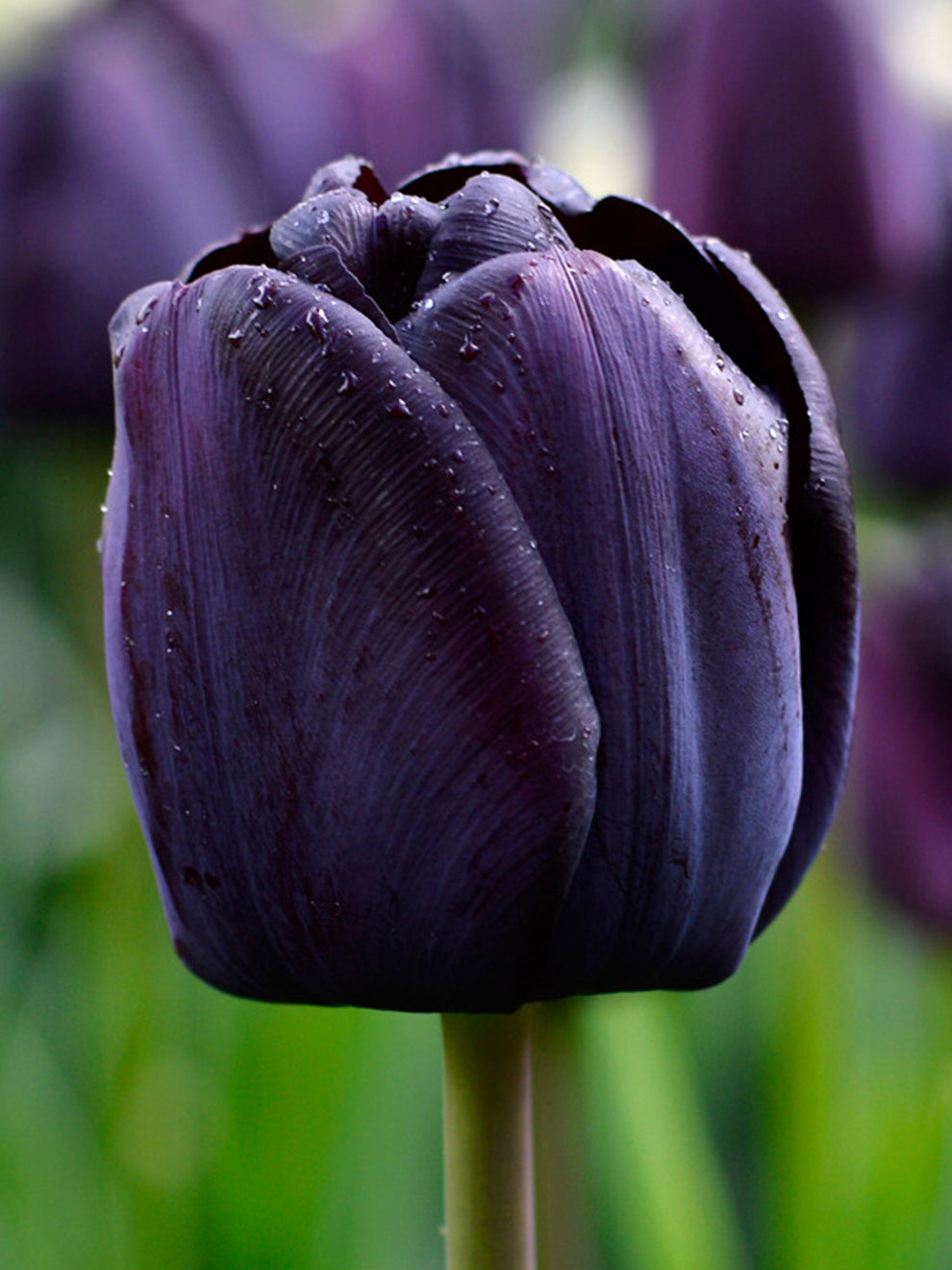 Tulip queen of the night - تيوليب ملكة الليل السوداء