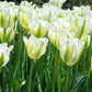 Tulip spring green - تيوليب خضار الربيع