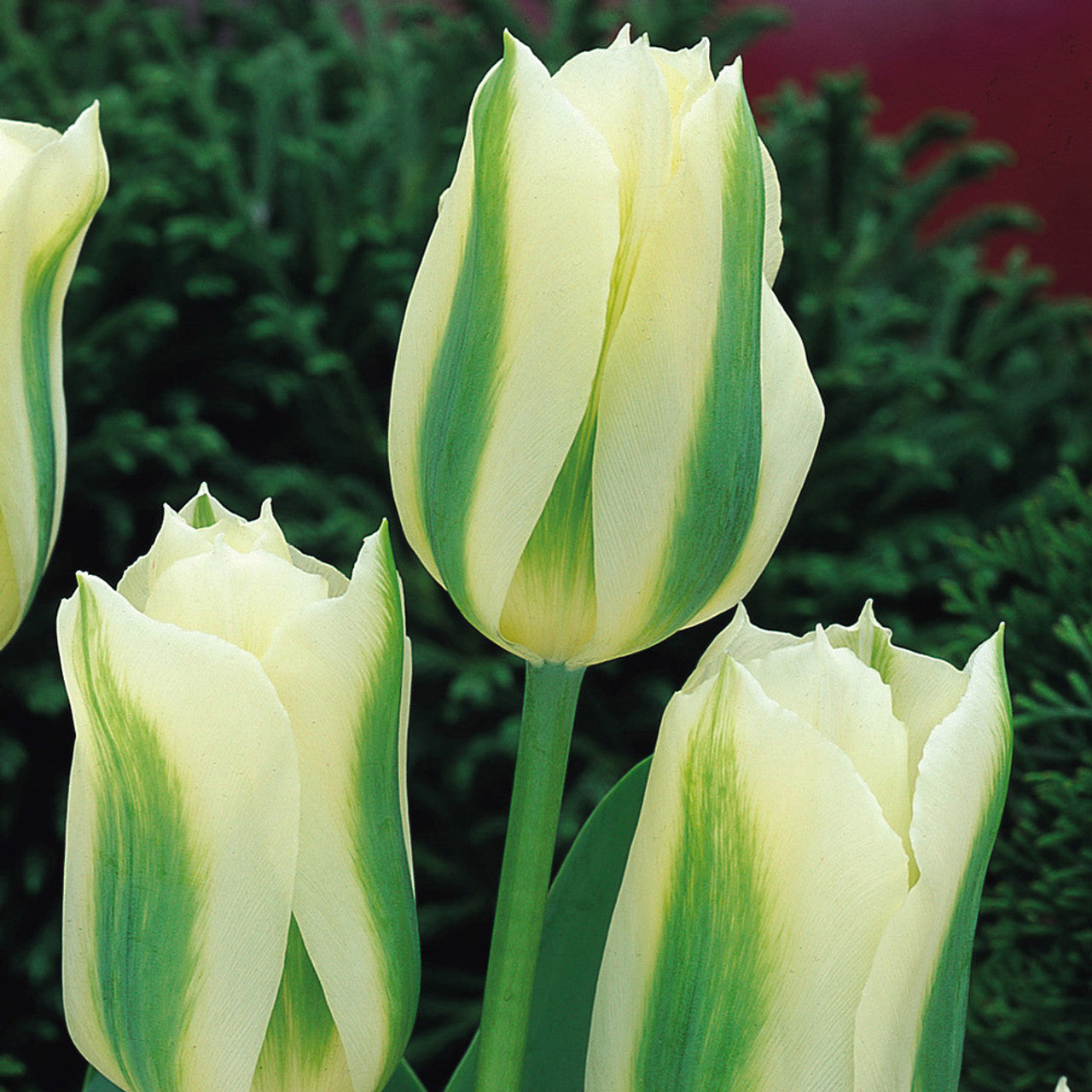 Tulip spring green - تيوليب خضار الربيع