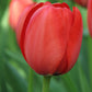 تيوليب أبلدورن أحمر - Tulip Abeldoorn
