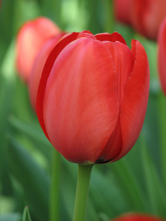 Tulip abeldoorn - تيوليب أبلدورن أحمر