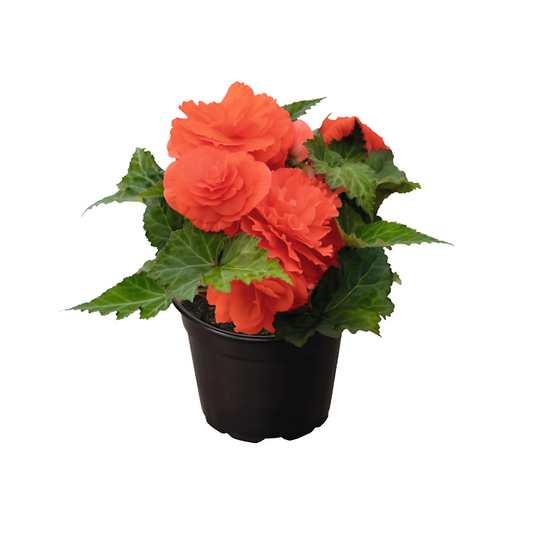 بذور بيجونيا درنية إف ون ( ننستوب) من بينري 1000 بذرة - Begonia tuberhybrida F₁ Nonstop® 1000 seeds