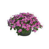 بذور إمباتينز واليريانا لولي بوب إف ون من بينري 1000 بذرة - Impatiens walleriana F₁ Lollipop® 1000 seeds