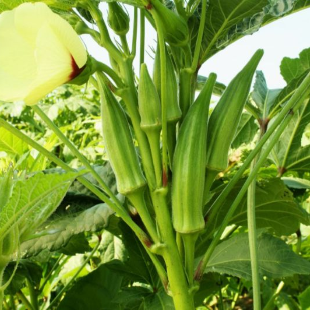 بذور بامية بلدية عالية الجودة 1كغ -Local Jordanian Okra Seeds 1 kg