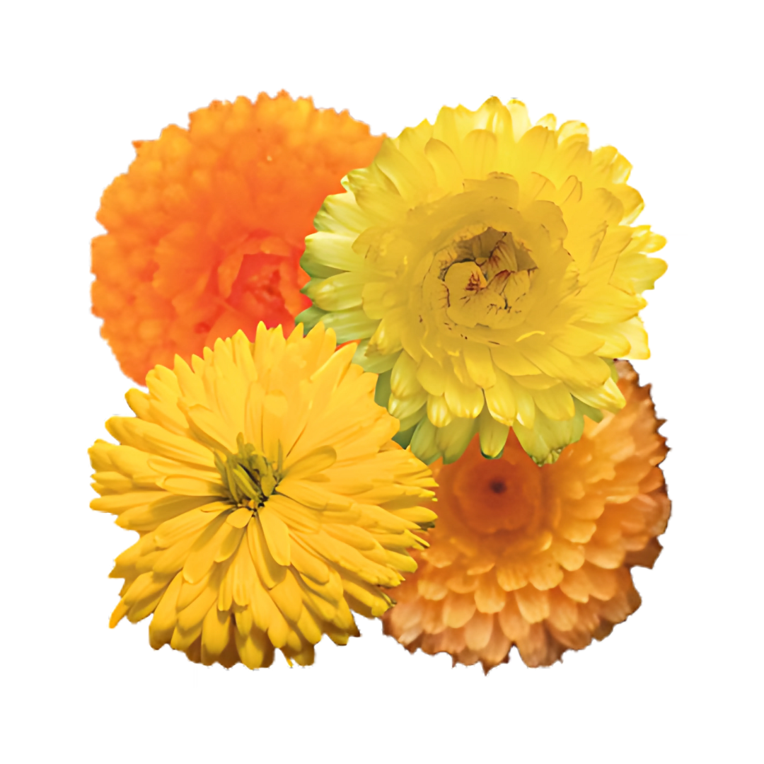 بذور قطيفة بون بون (قدسية) من بينري 1000 بذرة - Calendula officinalis Bon Bon 1000 seeds