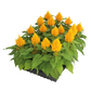 بذور سيلوسيا جلوريس (عرف الديك) من بينري 1000 بذرة - Celosia plumosa Glorious  1000 seeds