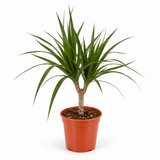 دراسينا مارغيناتا ساق واحدة – Dracaena marginata | ارتفاع 25 سم