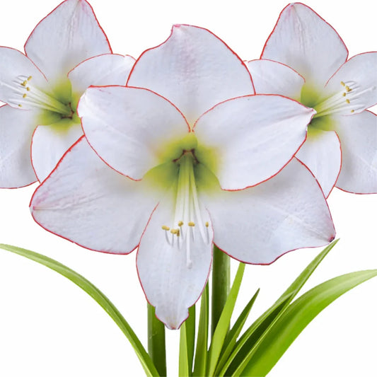 أمارلس دياموند بيكوتي – بصيلة زهور هولندية بيضاء بحواف حمراء فاخرة – Hippeastrum Diamond Picotee