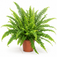 نبات خنشار بوسطن مستخدم لتنسيق غرفة معيشة بإضاءة طبيعية