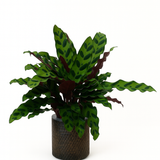 كالاثيا بوعاء ذاتي السقاية – Calathea Self-Watering Pot