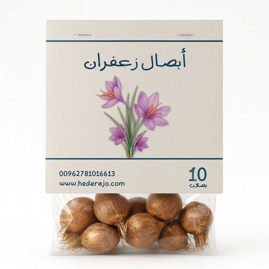 أبصال زعفران حجم كبير عدد  10  - Saffron 10 Bulbs Jambo Size