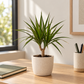 دراسينا مارغيناتا ساق واحدة – Dracaena marginata | ارتفاع 25 سم