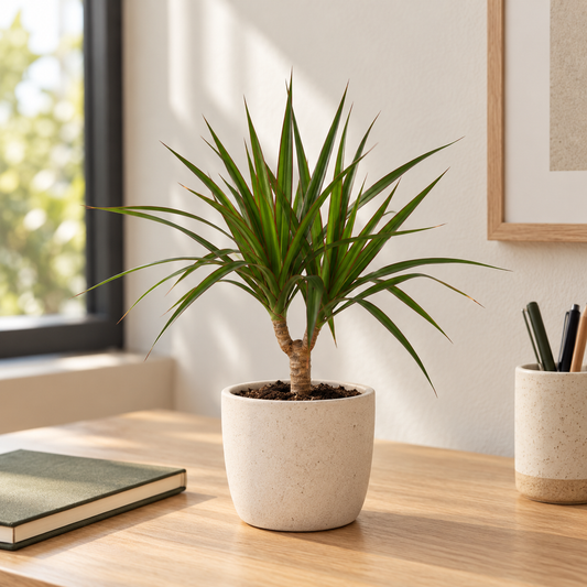 دراسينا مارغيناتا ساق واحدة – Dracaena marginata | ارتفاع 25 سم