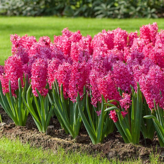 hyacinthus jan bos - هياسنت جان بوس