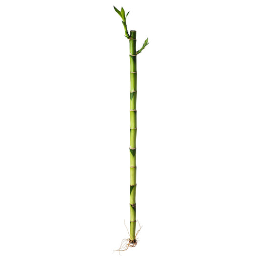 Lucky Bamboo Single Stalk ساق البامبو أو قصب الحظ