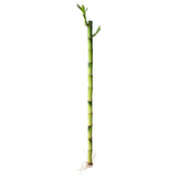 Lucky Bamboo Single Stalk ساق البامبو أو قصب الحظ