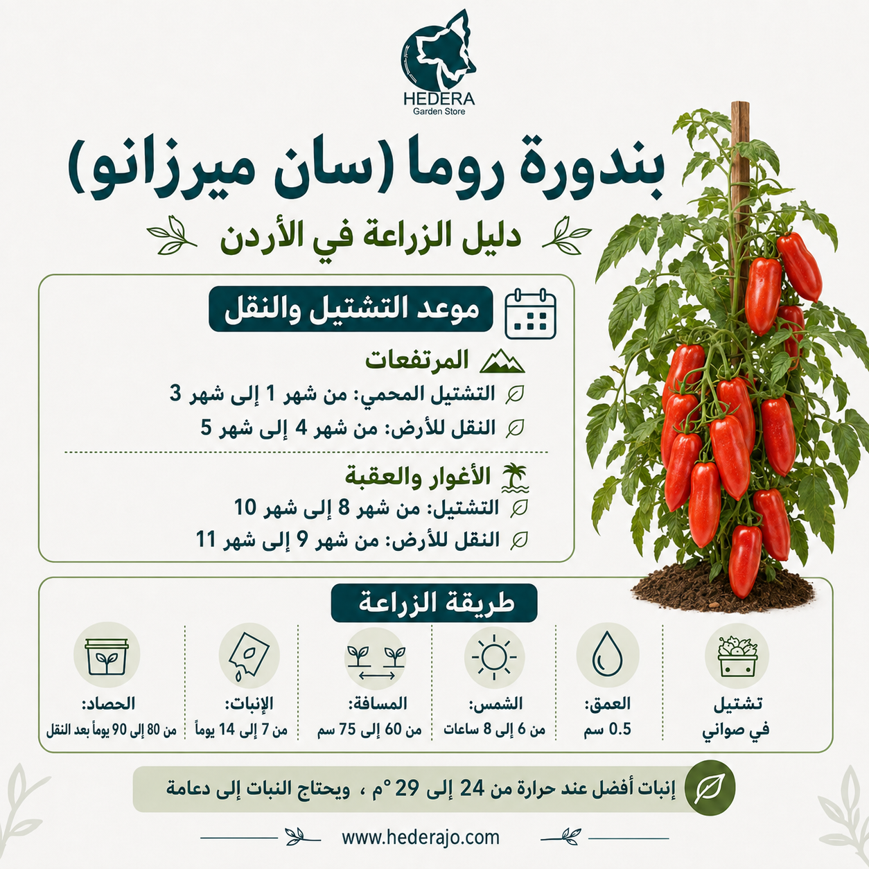 بندورة روما الناتجة من البذور عالية الجودة