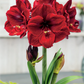 أمارلس بنفيكا – بصيلة زهور هولندية بلون أحمر مخملي فاخر – *Hippeastrum Galaxy ‘Benfica’*