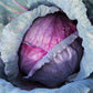 بذور ملفوف أحمر عالية الجودة – High Quality Red Cabbage Seeds
