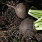 بذور فجل أسود عالية الجودة – Premium Quality Black Radish Seeds