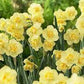 أبصال نرجس أصفر صغير متعدد الأزهار للزراعة – Narcissus Yellow Cheerfulness Bulbs