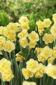 أبصال نرجس أصفر صغير متعدد الأزهار للزراعة – Narcissus Yellow Cheerfulness Bulbs