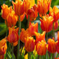 أبصال تيوليب برتقالية أنيقة للزراعة – Tulip Ballerina Bulbs