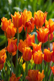 أبصال تيوليب برتقالية أنيقة للزراعة – Tulip Ballerina Bulbs
