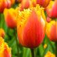 أبصال تيوليب برتقالية زاهية للزراعة – Tulip Lambada Bulbs