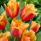أبصال تيوليب برتقالية زاهية للزراعة – Tulip Lambada Bulbs