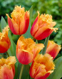 أبصال تيوليب برتقالية زاهية للزراعة – Tulip Lambada Bulbs