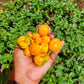 فلفل هابانيرو أصفر كاريبي حار جدًا – Caribbean Habanero Hot Pepper Seeds