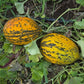 بذور شمام كيركاغاج – Kirkagac Melon Seeds