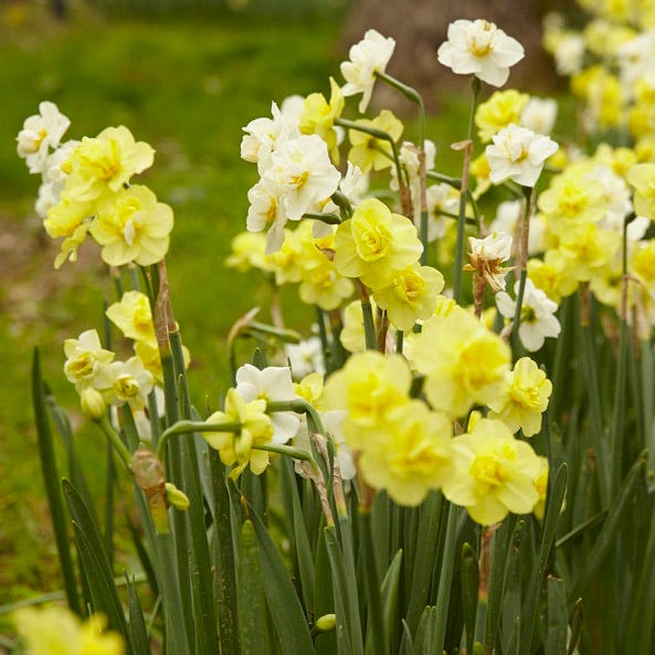 Narcissus Yellow Cheerfulness - نرجس أصفر مبهج