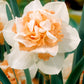 أبصال نرجس مزدوج الأزهار – Narcissus Replete Bulbs
