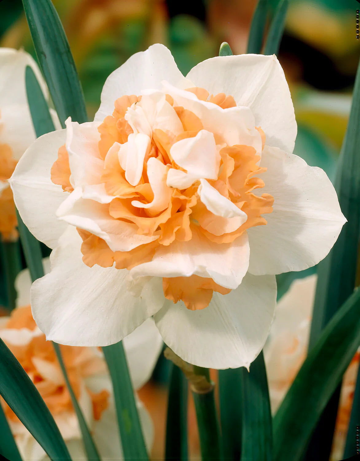 أبصال نرجس مزدوج الأزهار – Narcissus Replete Bulbs