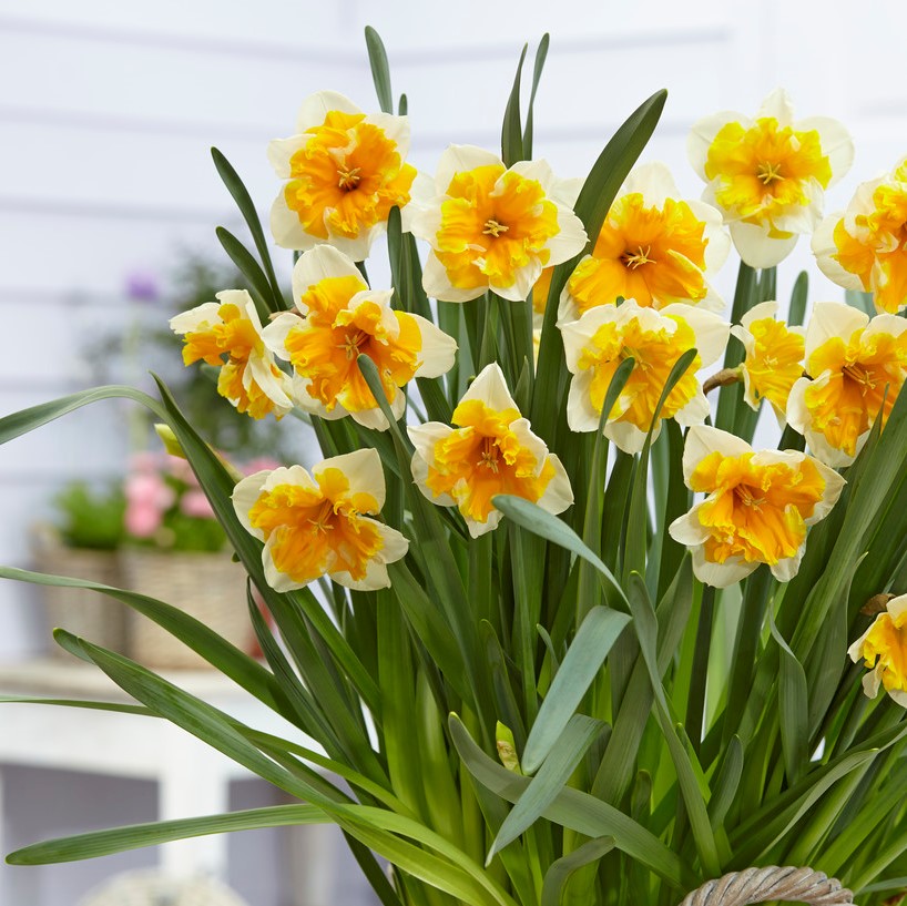 أبصال نرجس برتقالي للزراعة – Narcissus Orangery Bulbs