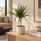 دراسينا مارغيناتا ساق واحدة – Dracaena marginata | ارتفاع 50 سم