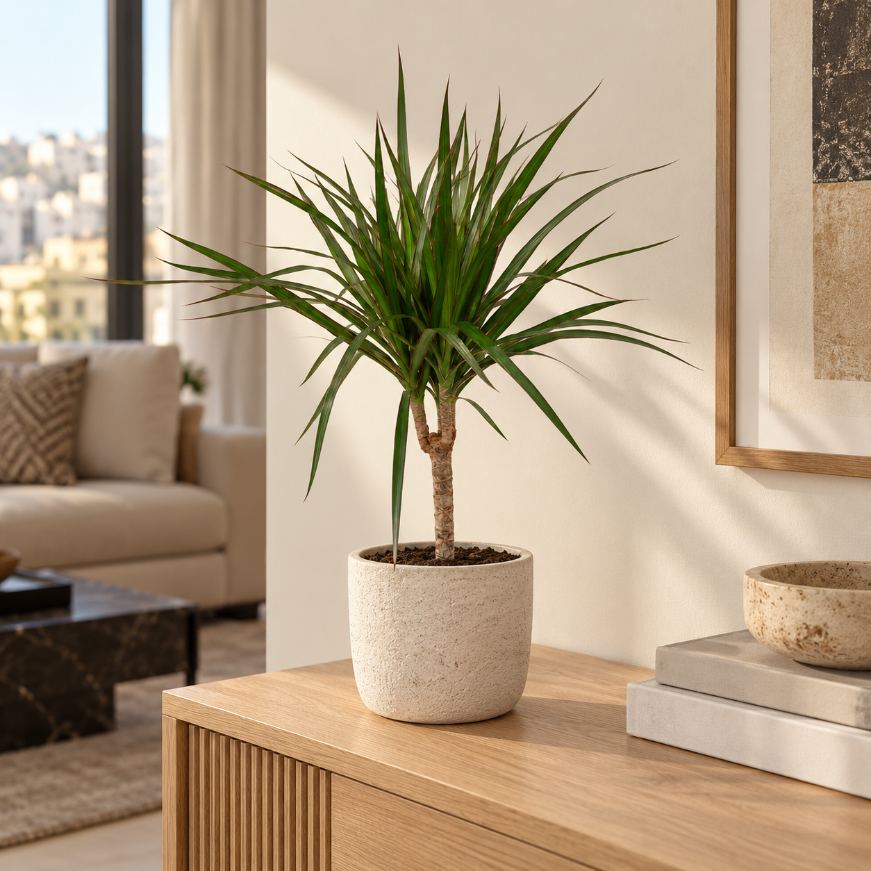 دراسينا مارغيناتا ساق واحدة – Dracaena marginata | ارتفاع 50 سم