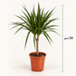 دراسينا مارغيناتا ساق واحدة – Dracaena marginata | ارتفاع 50 سم