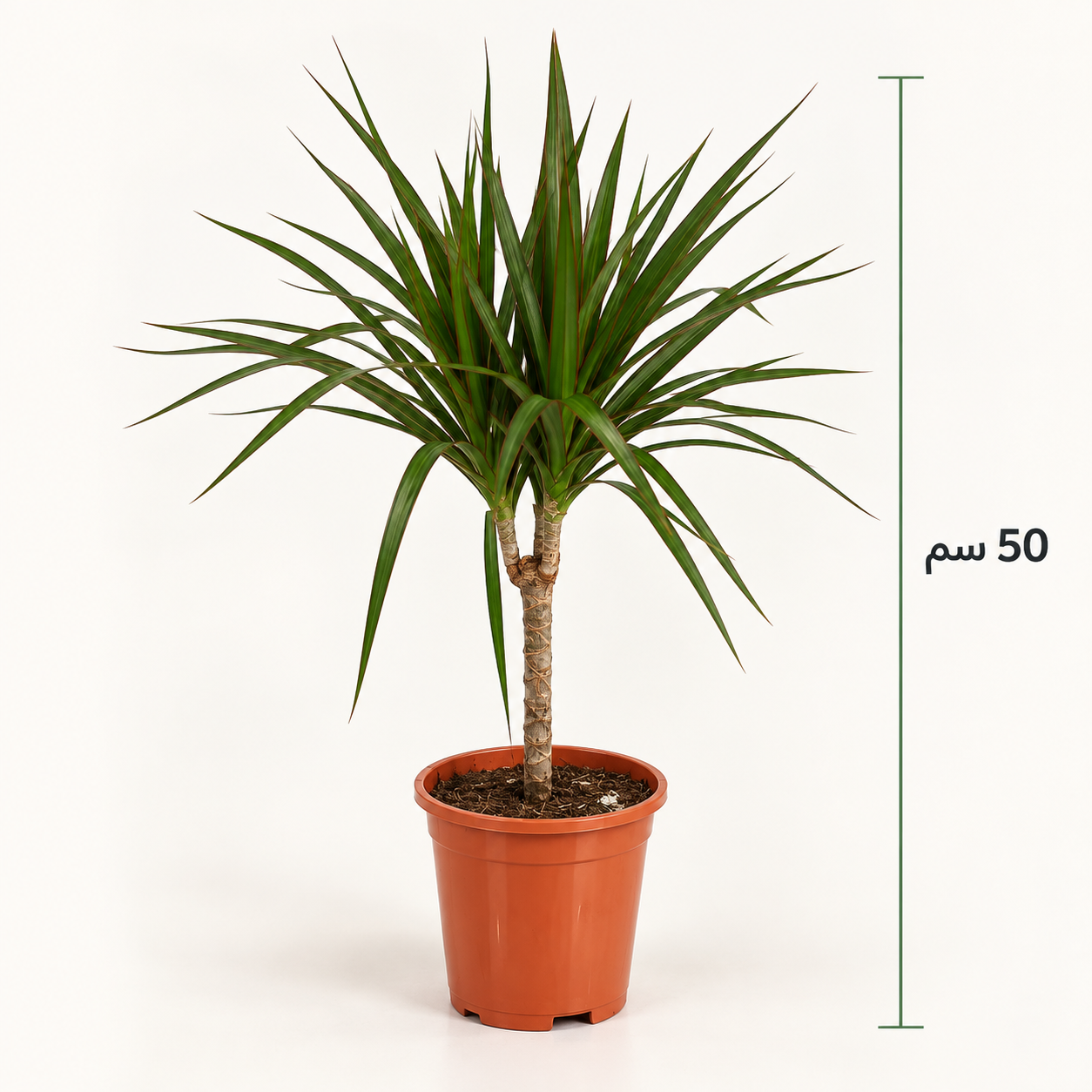 دراسينا مارغيناتا ساق واحدة – Dracaena marginata | ارتفاع 50 سم