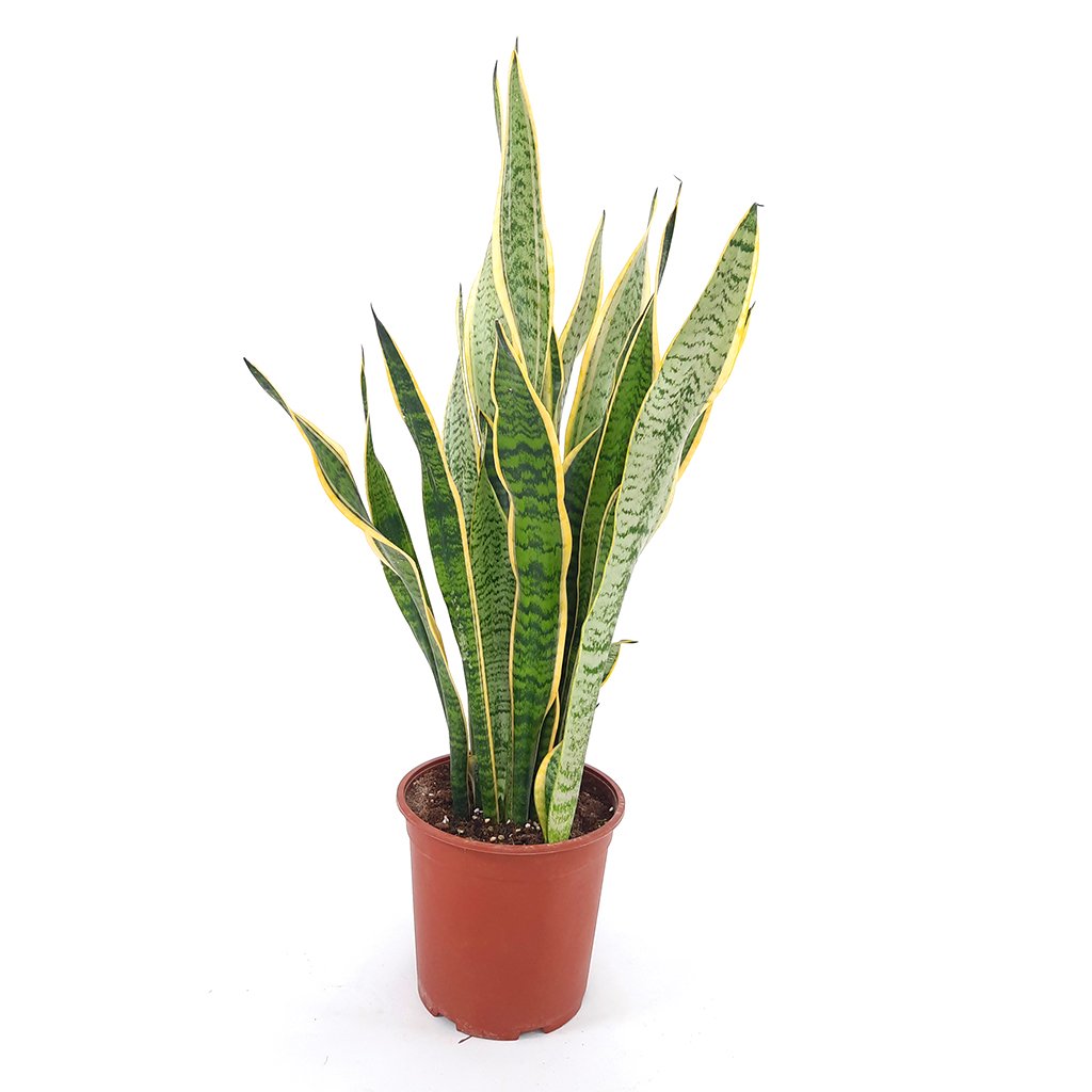 SANSEVIERIA TRIFASCIATA - نبات سانسيفيريا جلد النمر نبات الأفعى 30 سم