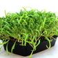 بذور السبانخ للاستنبات - Spinach Microgreens Seeds