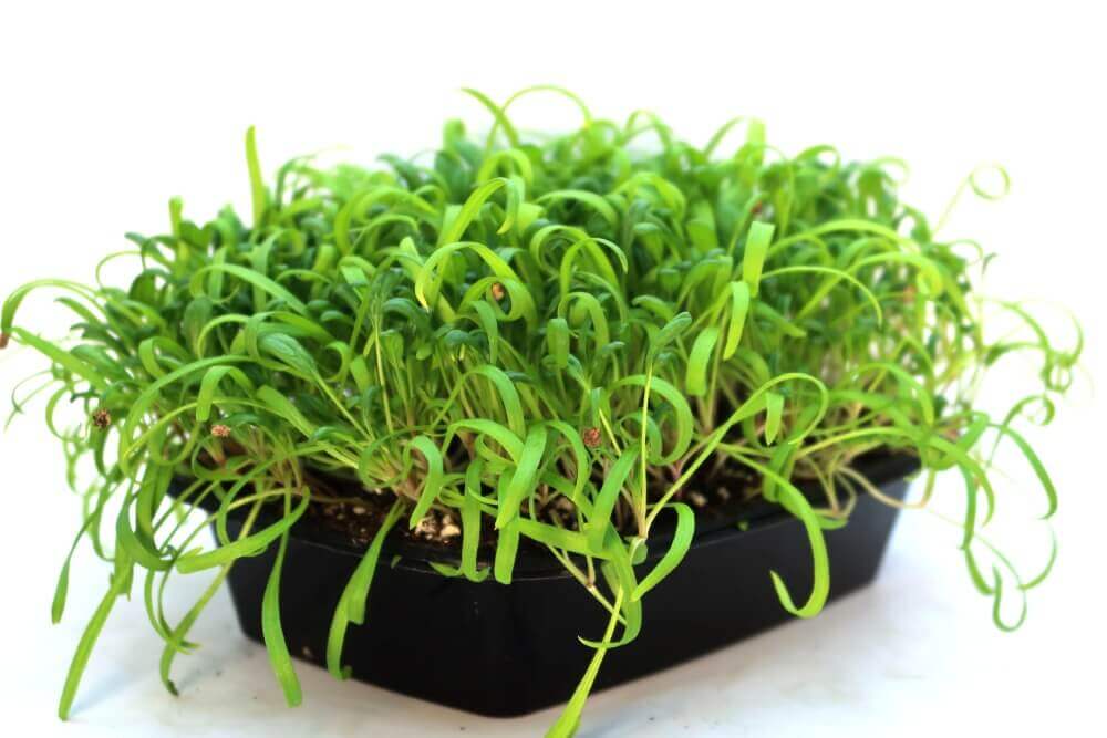 بذور السبانخ للاستنبات - Spinach Microgreens Seeds