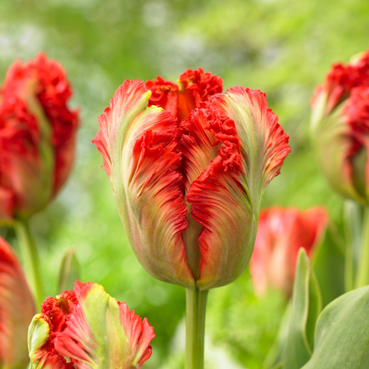 أبصال تيوليب الببغاء الملونة للزراعة – Tulip Exotic Parrot Bulbs
