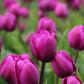 أبصال تيوليب بنفسجية داكنة للزراعة – Tulip Negrita Bulbs