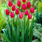 أبصال تيوليب بنفسجية مزدوجة للزراعة – Tulip Burgundy Lace Bulbs